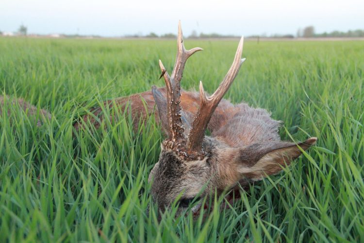 őzbak vadászat, Cigánd
